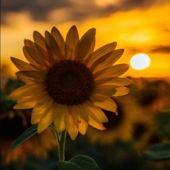 Meet your Posher, Kim - Picture 1 of 1